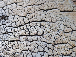  ( - FDS-CA-00146)  @11 [ ] by-nc (2024) Taye Bright Fungal Diversity Survey
