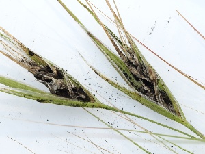  ( - FDS-CA-00147)  @11 [ ] by-nc (2024) Taye Bright Fungal Diversity Survey