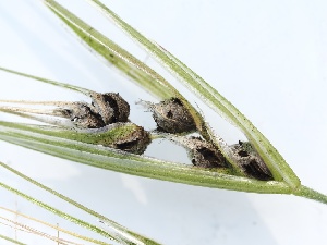  ( - FDS-CA-00147)  @11 [ ] by-nc (2024) Taye Bright Fungal Diversity Survey