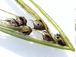  ( - FDS-CA-00147)  @11 [ ] by-nc (2024) Taye Bright Fungal Diversity Survey