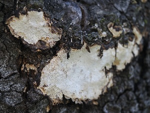  ( - FDS-CA-00148)  @11 [ ] by-nc (2024) Taye Bright Fungal Diversity Survey