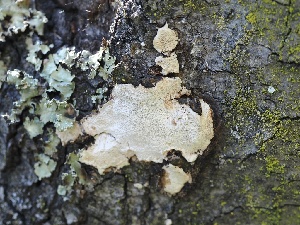  ( - FDS-CA-00148)  @11 [ ] by-nc (2024) Taye Bright Fungal Diversity Survey