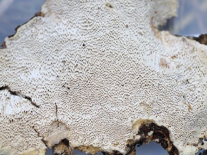  ( - FDS-CA-00148)  @11 [ ] by-nc (2024) Taye Bright Fungal Diversity Survey