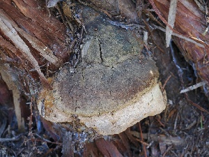  ( - FDS-CA-00149)  @11 [ ] by-nc (2024) Taye Bright Fungal Diversity Survey