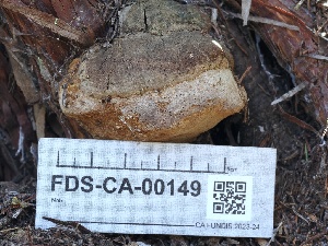  ( - FDS-CA-00149)  @11 [ ] by-nc (2024) Taye Bright Fungal Diversity Survey