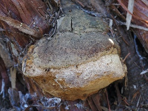 ( - FDS-CA-00149)  @11 [ ] by-nc (2024) Taye Bright Fungal Diversity Survey