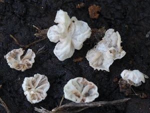  ( - FDS-CA-00151)  @11 [ ] by-nc (2024) Taye Bright Fungal Diversity Survey