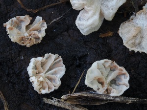  ( - FDS-CA-00151)  @11 [ ] by-nc (2024) Taye Bright Fungal Diversity Survey