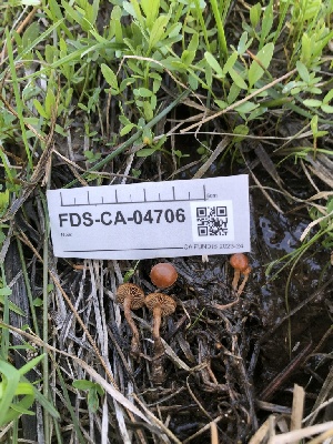  ( - FDS-CA-04706)  @11 [ ] by (2024) Justin Paulin Fungal Diversity Survey
