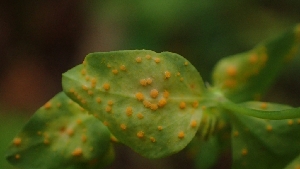  (Melampsora gelmii - FDS-CA-02596)  @11 [ ] by-nc (2024) Sadie Hickey Fungal Diversity Survey