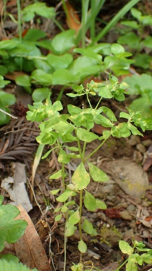  ( - FDS-CA-02596)  @11 [ ] by-nc (2024) Sadie Hickey Fungal Diversity Survey