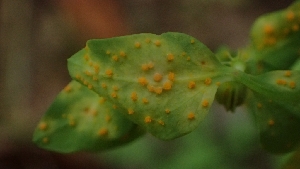  ( - FDS-CA-02596)  @11 [ ] by-nc (2024) Sadie Hickey Fungal Diversity Survey