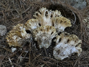  ( - FDS-CA-01679)  @11 [ ] c (2024) Rudy Diaz Fungal Diversity Survey