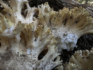  ( - FDS-CA-01679)  @11 [ ] c (2024) Rudy Diaz Fungal Diversity Survey