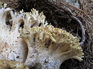  ( - FDS-CA-01679)  @11 [ ] c (2024) Rudy Diaz Fungal Diversity Survey