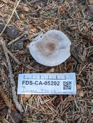  ( - FDS-CA-05202)  @11 [ ] c (2024) Andrew Claassen Fungal Diversity Survey