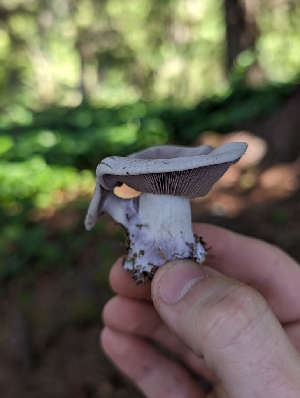  ( - FDS-CA-05202)  @11 [ ] c (2024) Andrew Claassen Fungal Diversity Survey