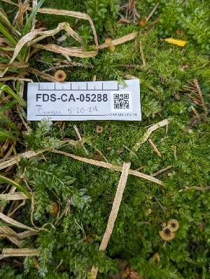  ( - FDS-CA-05288)  @11 [ ] c (2024) Andrew Claassen Fungal Diversity Survey