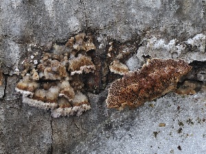  ( - FDS-CA-00155)  @11 [ ] by-nc (2024) Taye Bright Fungal Diversity Survey