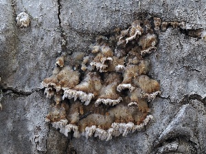  ( - FDS-CA-00155)  @11 [ ] by-nc (2024) Taye Bright Fungal Diversity Survey