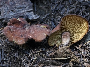  ( - FDS-CA-00163)  @11 [ ] by-nc (2024) Taye Bright Fungal Diversity Survey