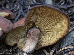  ( - FDS-CA-00163)  @11 [ ] by-nc (2024) Taye Bright Fungal Diversity Survey