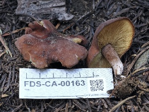  ( - FDS-CA-00163)  @11 [ ] by-nc (2024) Taye Bright Fungal Diversity Survey