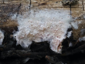  ( - FDS-CA-00166)  @11 [ ] by-nc (2024) Taye Bright Fungal Diversity Survey