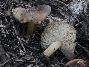  ( - FDS-CA-00167)  @11 [ ] by-nc (2024) Taye Bright Fungal Diversity Survey
