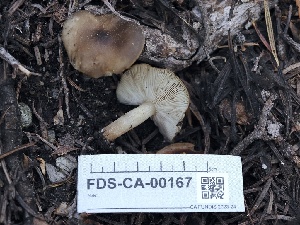  ( - FDS-CA-00167)  @11 [ ] by-nc (2024) Taye Bright Fungal Diversity Survey