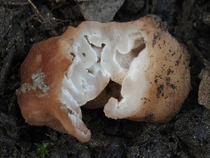  ( - FDS-CA-00176)  @11 [ ] by-nc (2024) Taye Bright Fungal Diversity Survey