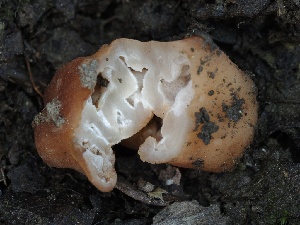  (Balsamia - FDS-CA-00176)  @11 [ ] by-nc (2024) Taye Bright Fungal Diversity Survey