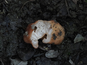  ( - FDS-CA-00176)  @11 [ ] by-nc (2024) Taye Bright Fungal Diversity Survey