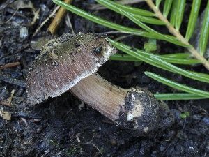  ( - FDS-CA-00175)  @11 [ ] by-nc (2024) Taye Bright Fungal Diversity Survey