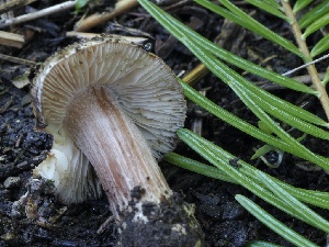  ( - FDS-CA-00175)  @11 [ ] by-nc (2024) Taye Bright Fungal Diversity Survey