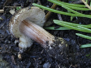  (Inocybe sp. napipes-PNW40 - FDS-CA-00175)  @11 [ ] by-nc (2024) Taye Bright Fungal Diversity Survey