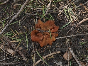  (Gyromitra sp. olympiana-PNW09 - FDS-CA-04693)  @11 [ ] by (2024) Justin Paulin Fungal Diversity Survey