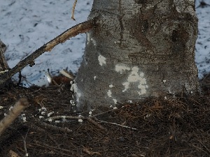 ( - FDS-CA-04695)  @11 [ ] by (2024) Justin Paulin Fungal Diversity Survey