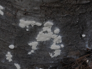 ( - FDS-CA-04695)  @11 [ ] by (2024) Justin Paulin Fungal Diversity Survey