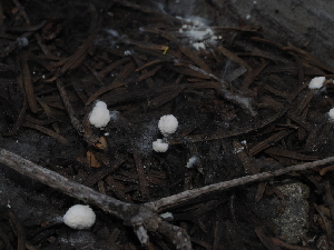  ( - FDS-CA-04695)  @11 [ ] by (2024) Justin Paulin Fungal Diversity Survey