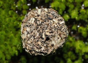  (Preussia - FDS-CA-04698)  @11 [ ] by (2024) Justin Paulin Fungal Diversity Survey