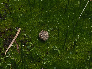  ( - FDS-CA-04698)  @11 [ ] by (2024) Justin Paulin Fungal Diversity Survey