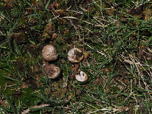  ( - FDS-CA-04702)  @11 [ ] by (2024) Justin Paulin Fungal Diversity Survey