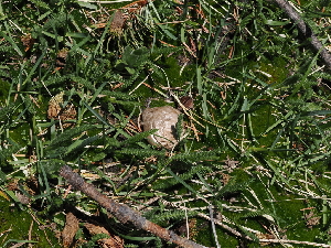  ( - FDS-CA-04702)  @11 [ ] by (2024) Justin Paulin Fungal Diversity Survey