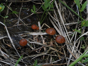  ( - FDS-CA-04706)  @11 [ ] by (2024) Justin Paulin Fungal Diversity Survey