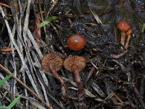  ( - FDS-CA-04706)  @11 [ ] by (2024) Justin Paulin Fungal Diversity Survey