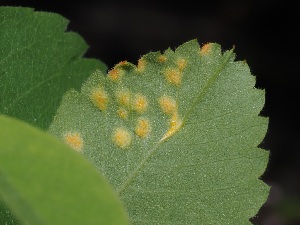  ( - FDS-CA-04709)  @11 [ ] by (2024) Justin Paulin Fungal Diversity Survey