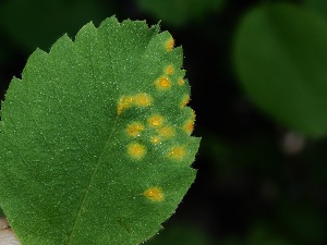  ( - FDS-CA-04709)  @11 [ ] by (2024) Justin Paulin Fungal Diversity Survey