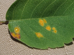  ( - FDS-CA-04709)  @11 [ ] by (2024) Justin Paulin Fungal Diversity Survey