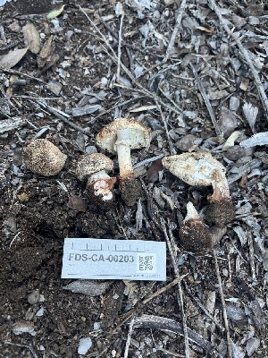  ( - FDS-CA-00203)  @11 [ ] by-nc (2024) Dean Lyons Fungal Diversity Survey